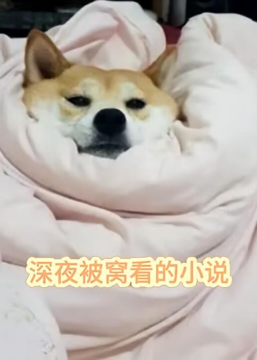 深夜被窩看小說